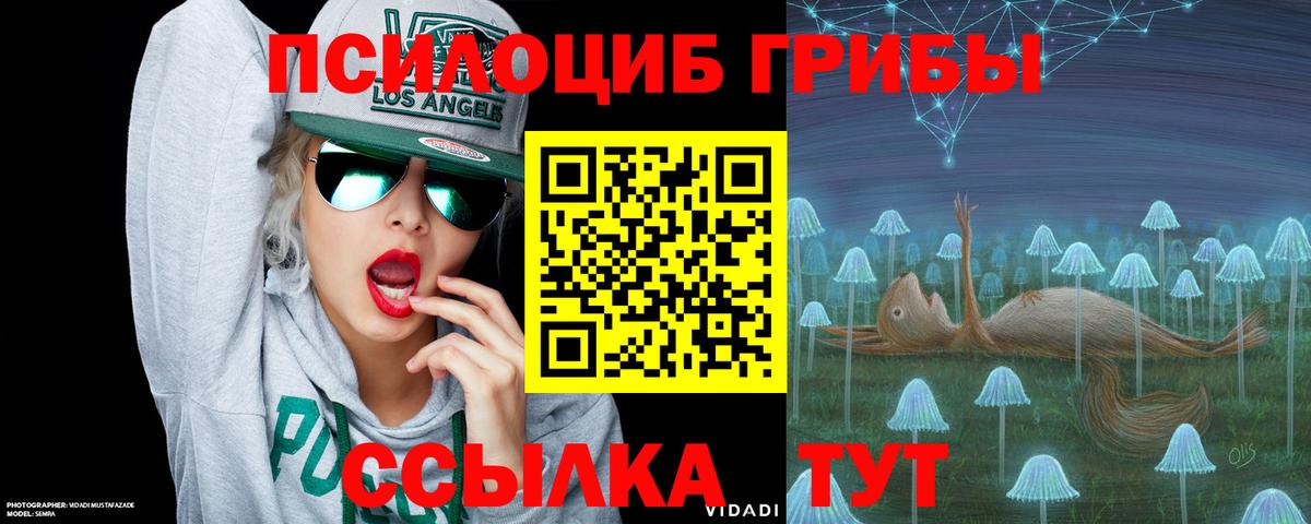 Псилоцибиновые грибы Psilocybine cubensis  Северобайкальск 