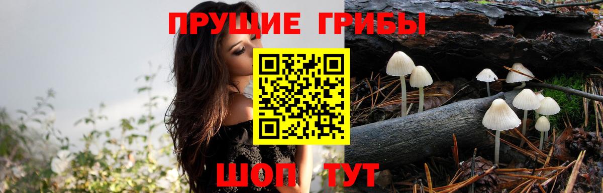 Псилоцибиновые грибы Magic Shrooms  Вход с VPN  Галлюциногенные грибы Psilocybe  Северобайкальск 